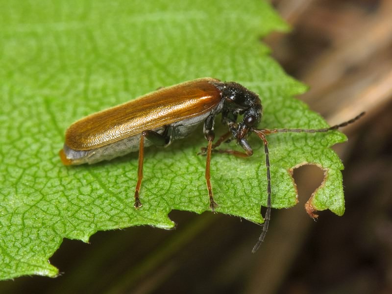 Rhagonycha